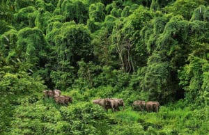 10 Most Beautiful Forests in China-Libo Karst Forest