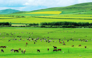 Top Ten of Chinese Geography-Hulunbuir Prairie