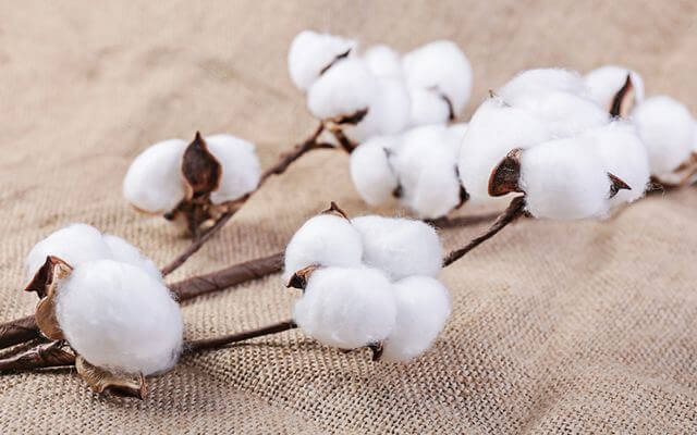 Where Is China's Cotton Producing Area