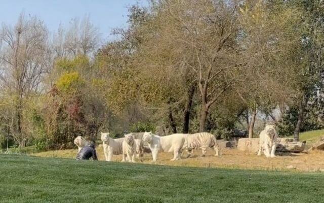 A Tourist Gets Off The Car And Rushes Towards The Tigers In Beijing Wild Animal Park